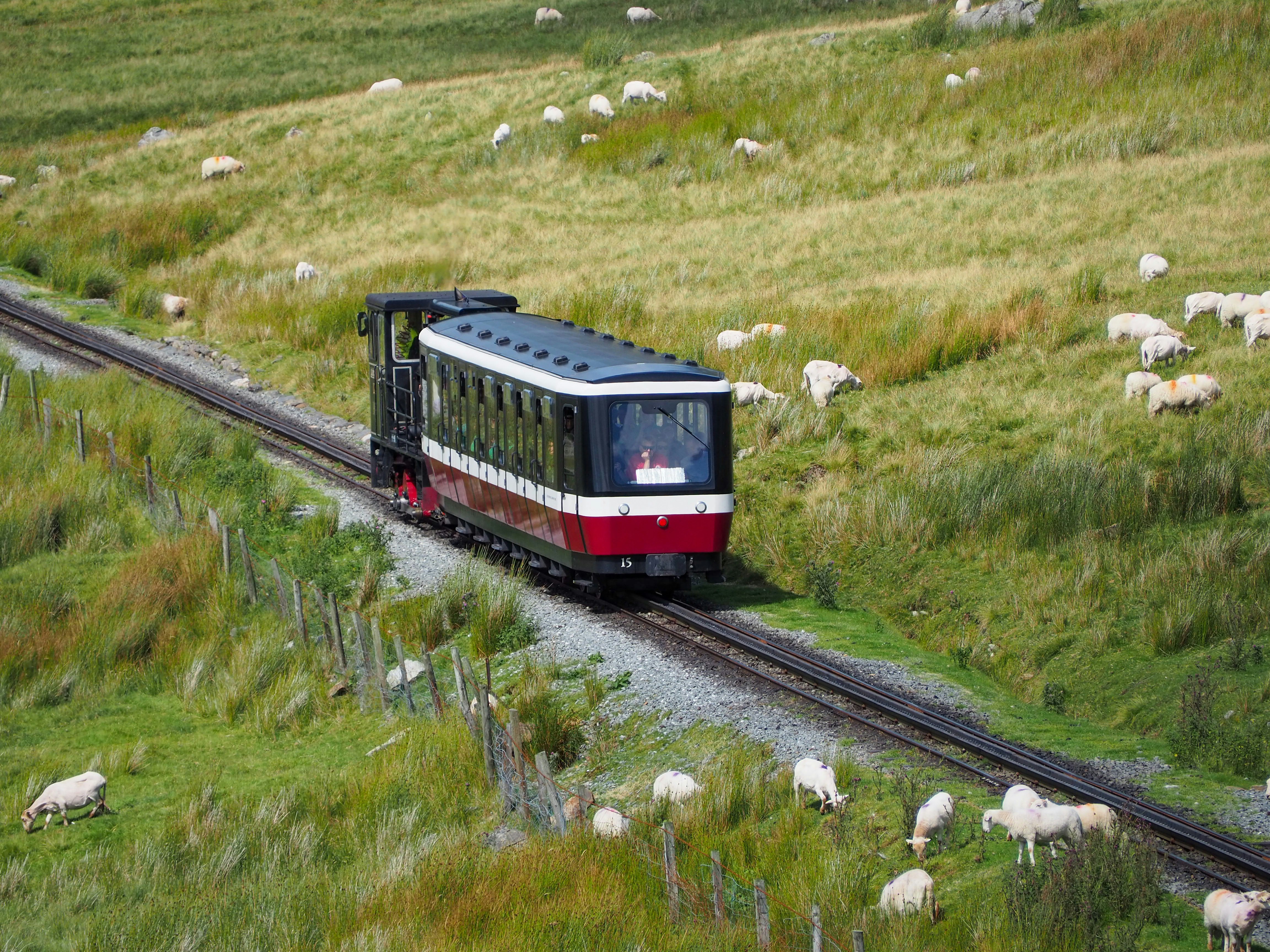 black and red train between grass field
